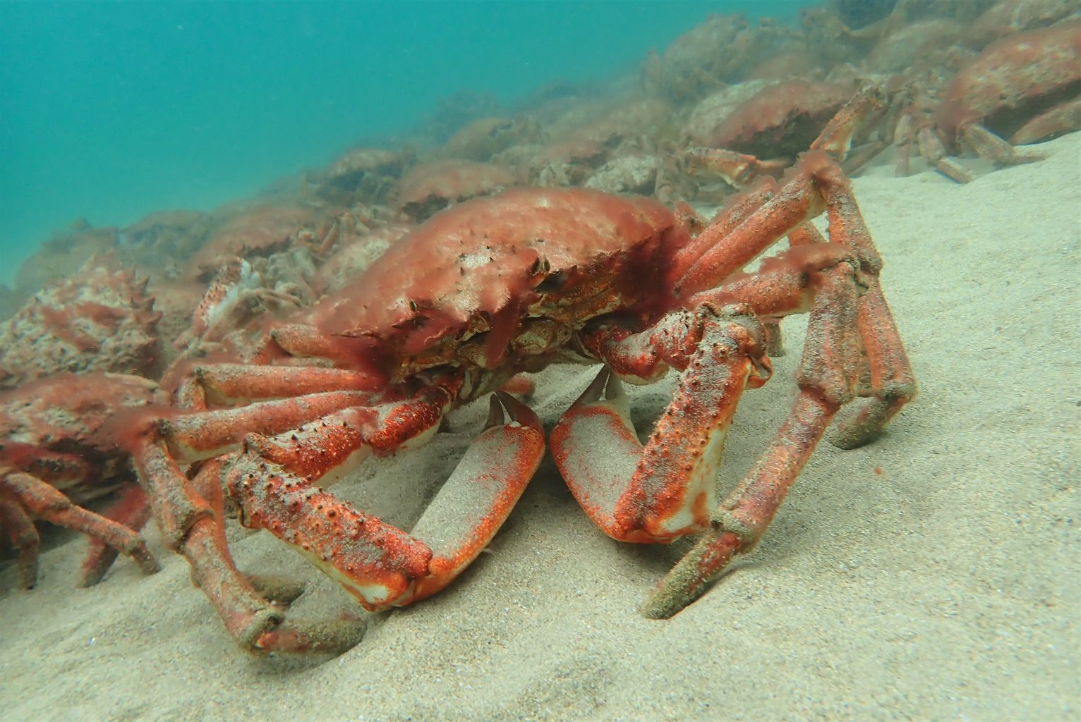 Thousands of spider crabs gather in Cornwall in 'spectacular natural